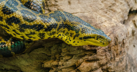 a green anaconda slithering across a rock