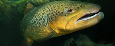 a giant trout underwater
