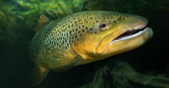 a giant trout underwater
