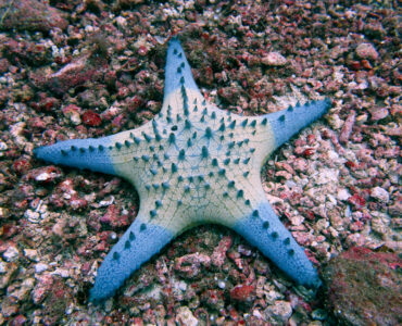 a blue starfish underwater