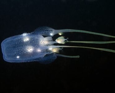 a box jellyfish underwater