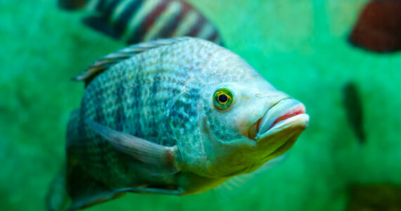 a fish underwater up close