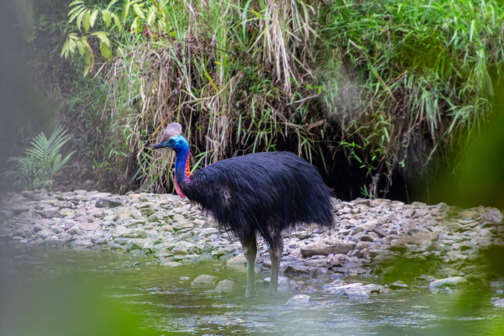 a cassowary in the water