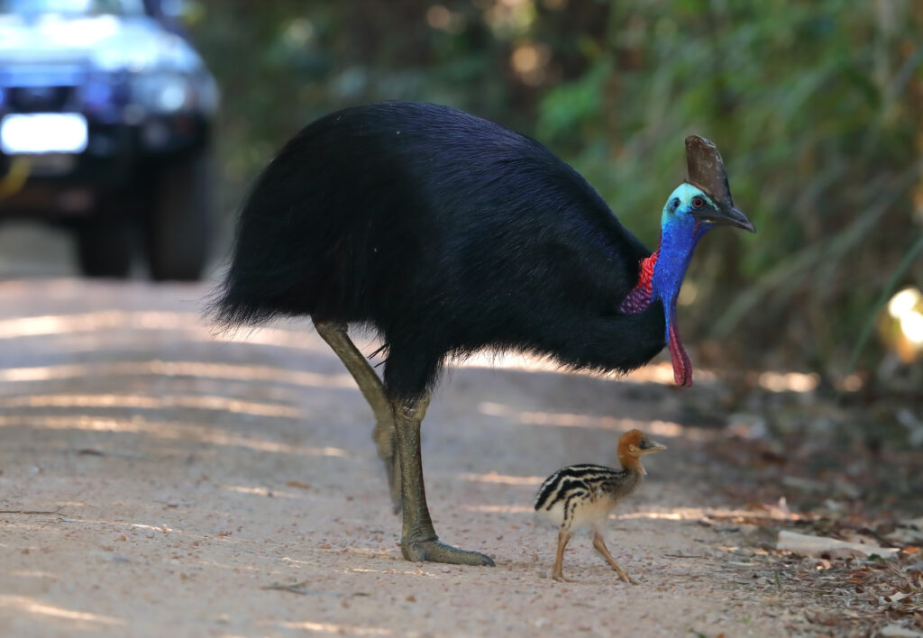 cassowary and young crossing the road