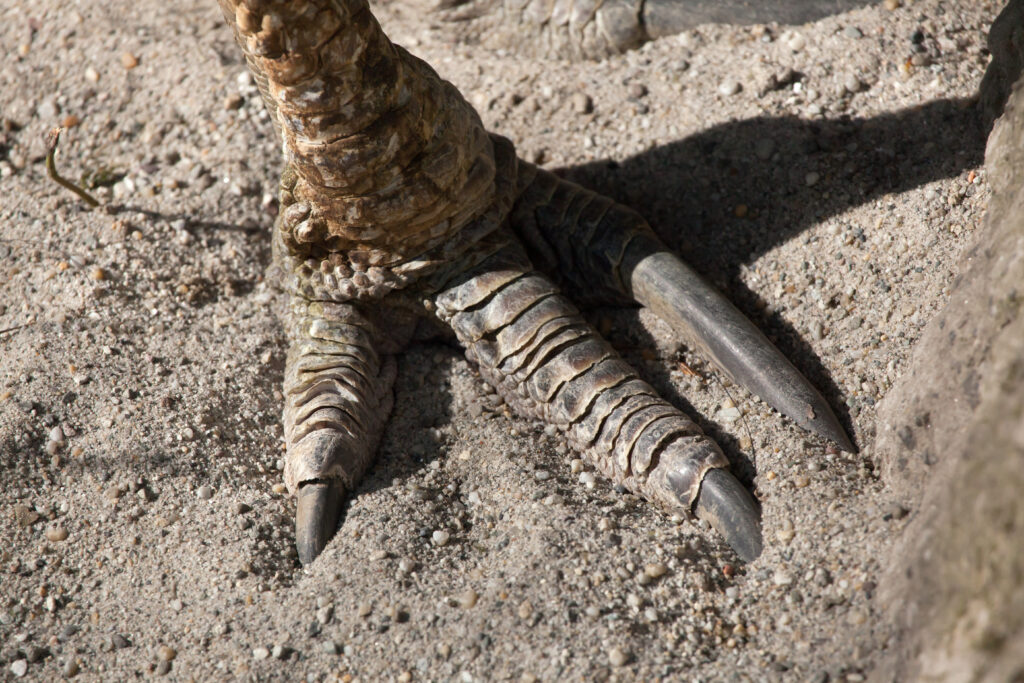the foot of a cassowary