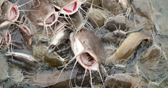 school of catfish at the surface of the water looking for food