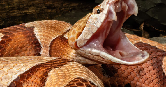 a copperhead snake striking with its fangs out