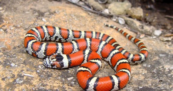 a milk snake on a rock