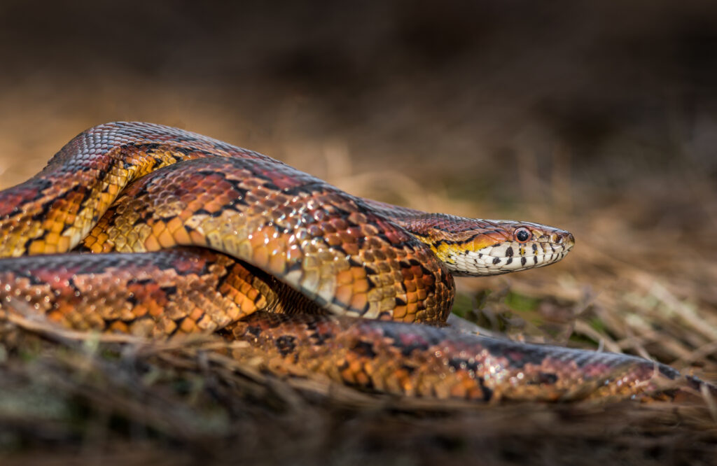 a beautiful corn snake