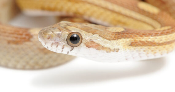 a closeup of a corn snake
