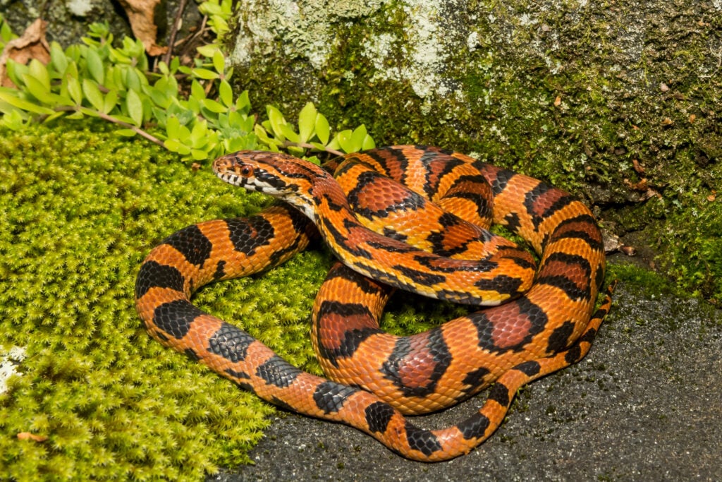 a beautiful corn snake