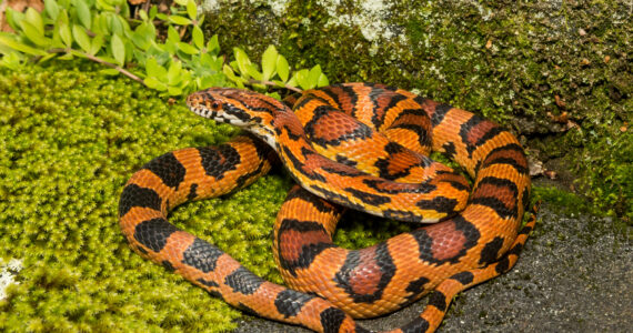 a beautiful corn snake