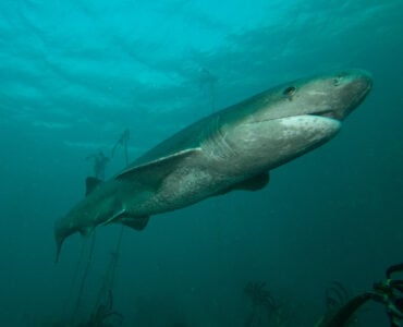a cow shark swimming in the ocean