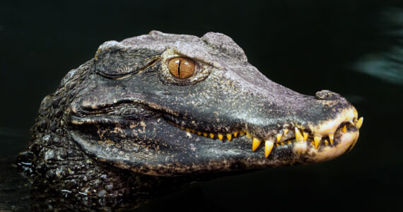 a black caiman head up close