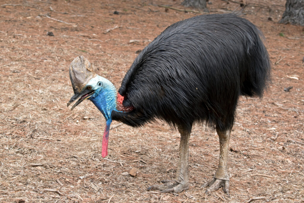 a cassowary eating something off the ground