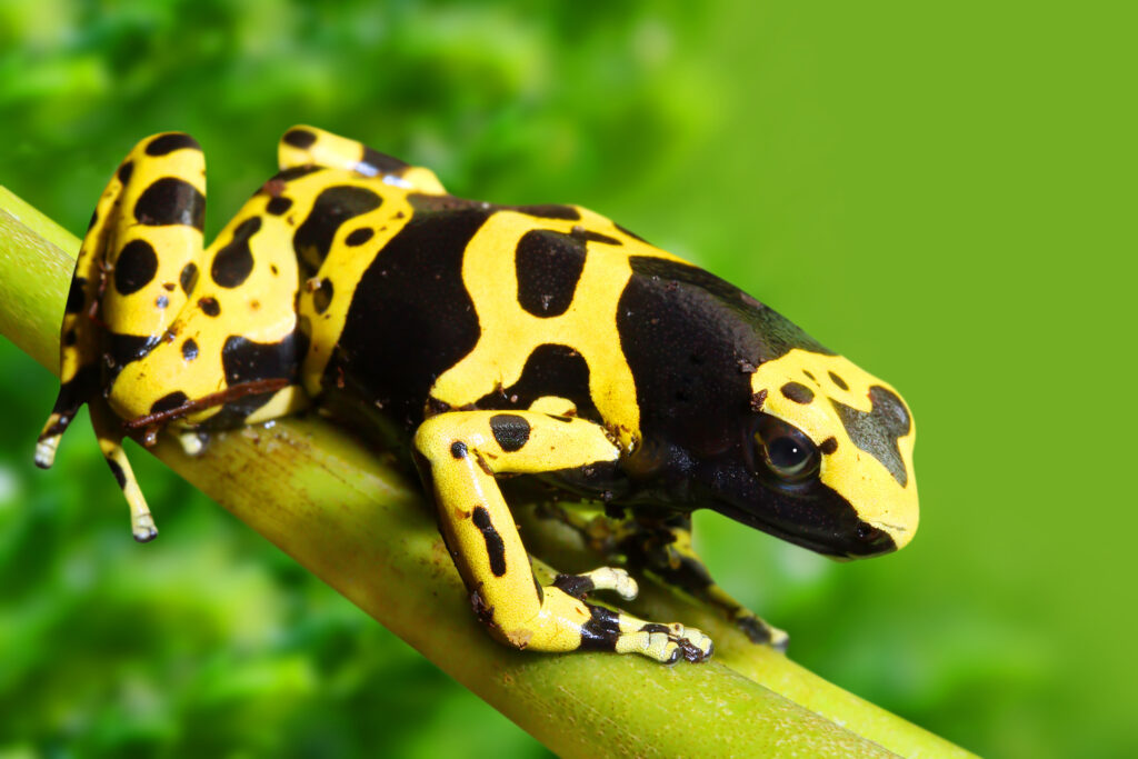 a poison dart frog in a tree
