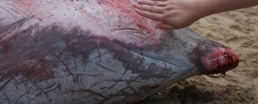 a dead beaked whale on a beach