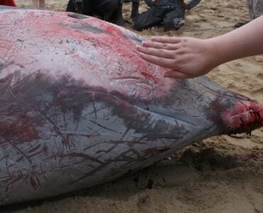 a dead beaked whale on a beach