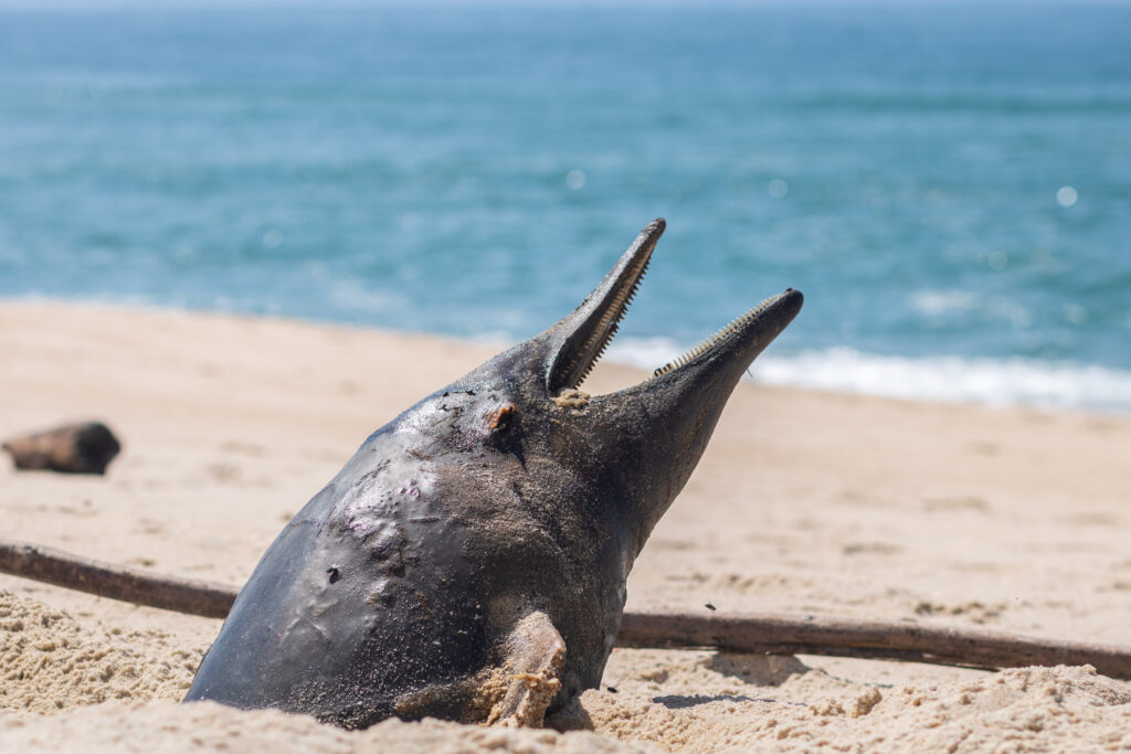 a dead dolphin stuck in the sand