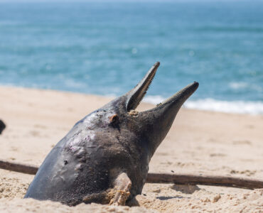 a dead dolphin stuck in the sand
