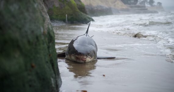 a dead great white shark on the beach