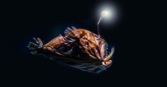 a deep sea anglerfish