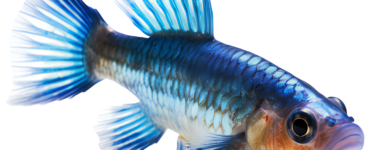 an illustration of a devils hole blue pupfish