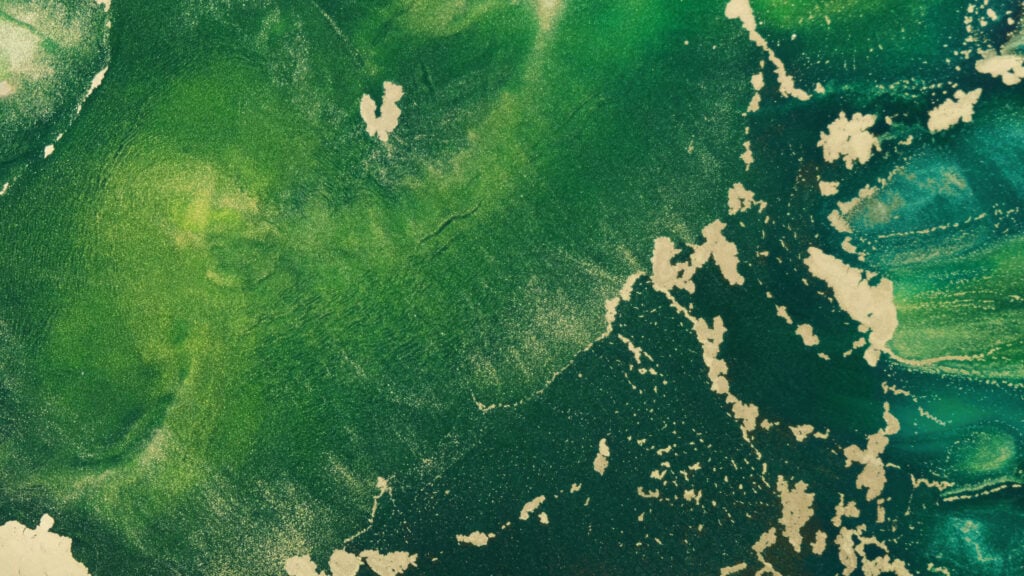 algae on the water