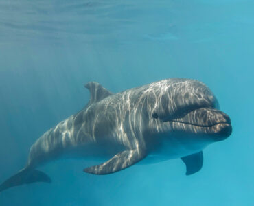 a closeup of a young bottlenose dolphin