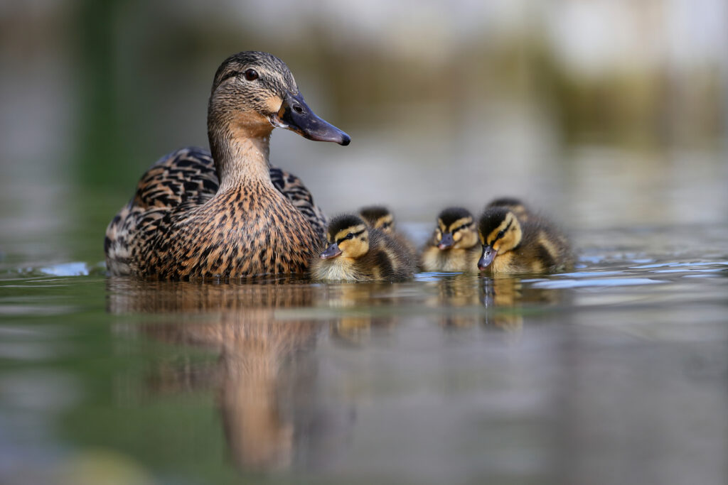 a duck with her ducklings in the water
