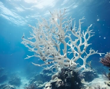 a dead coral under the sea
