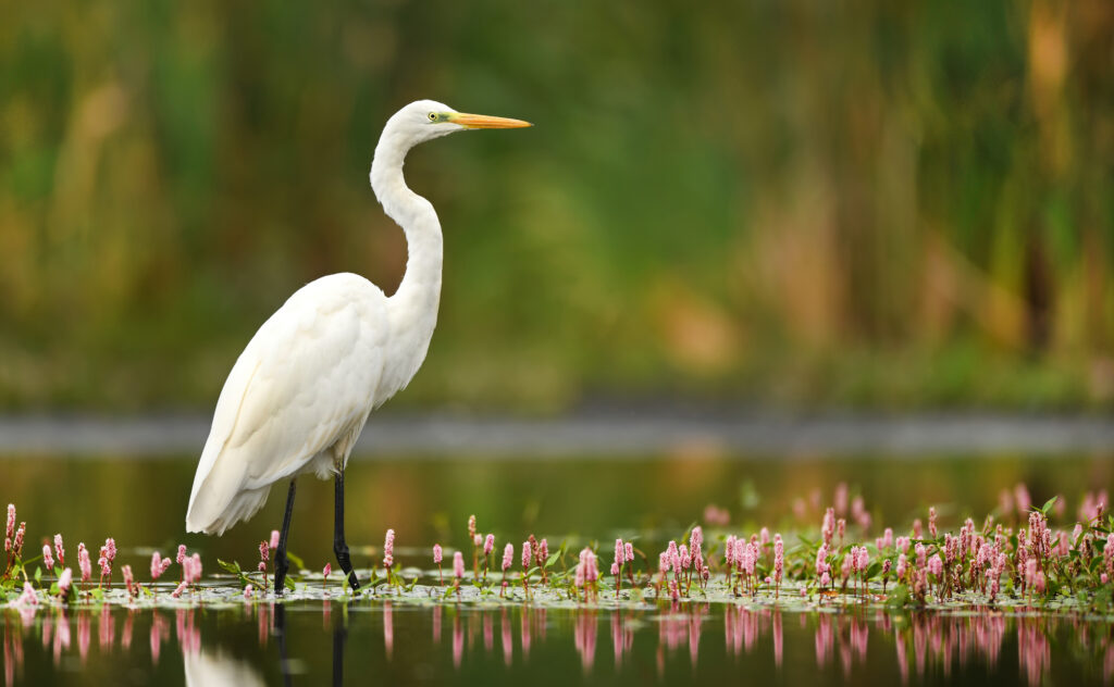 egret standing in water