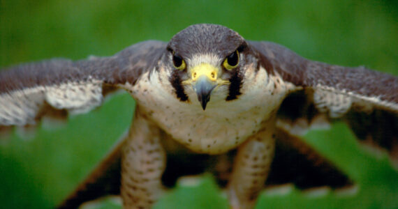 a closeup of a falcon in flight