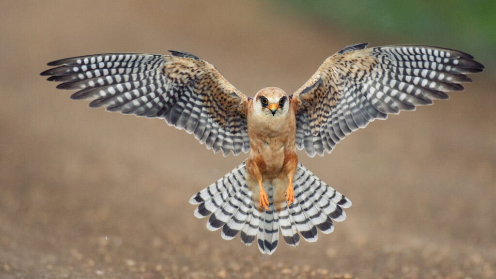 a falcon flying