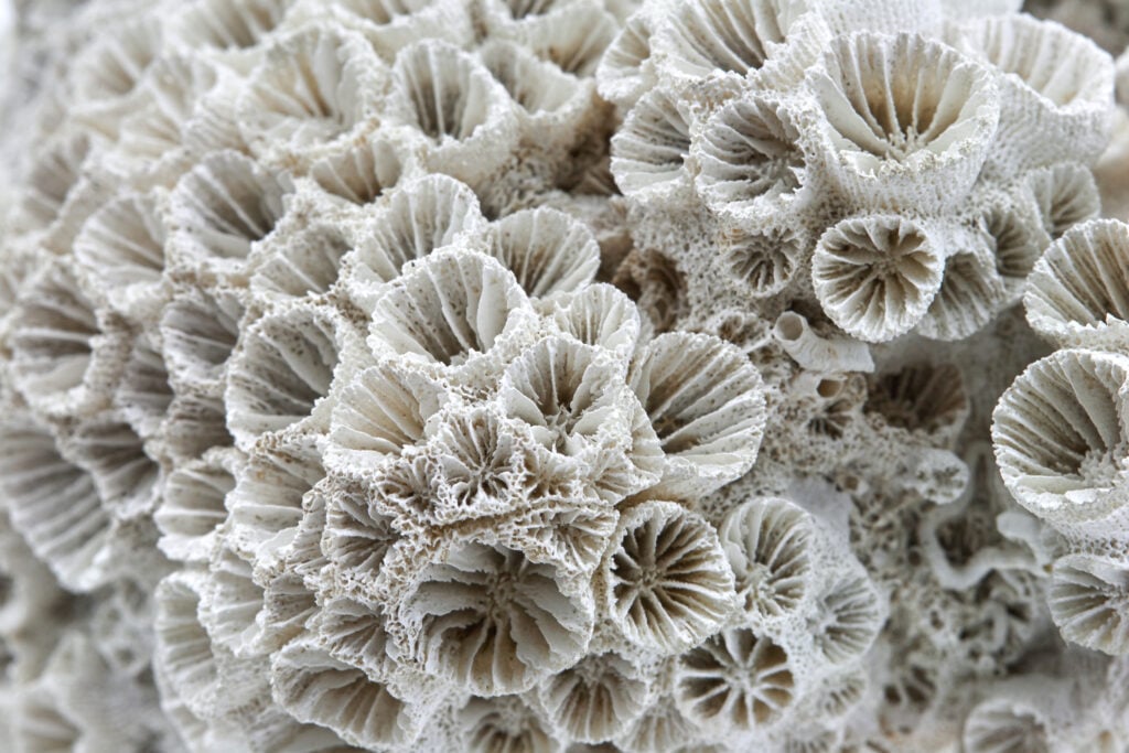closeup of a coral skeleton