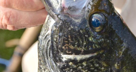 person holding a huge crappie fish