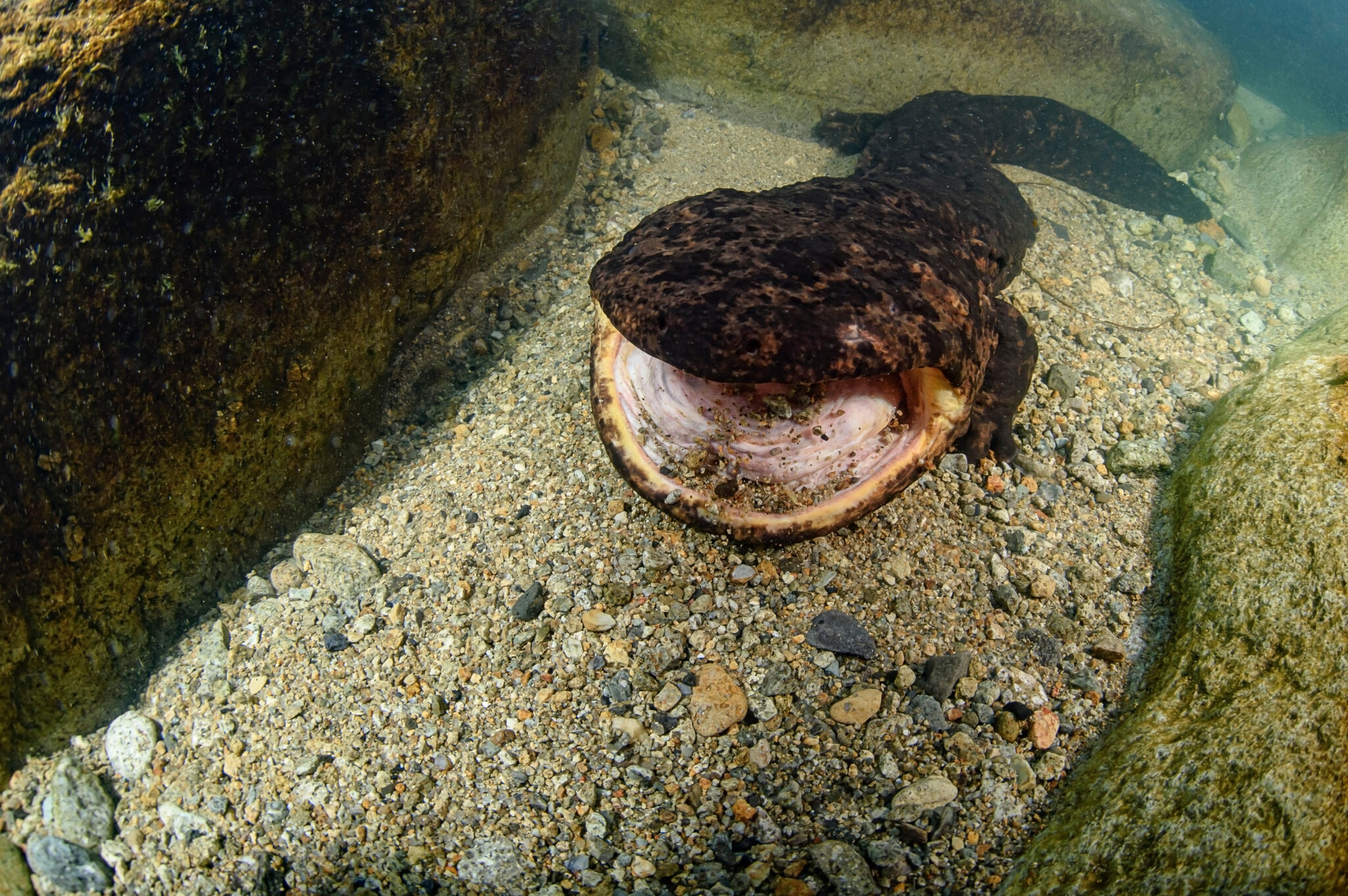 The Biggest Salamander Ever Recorded