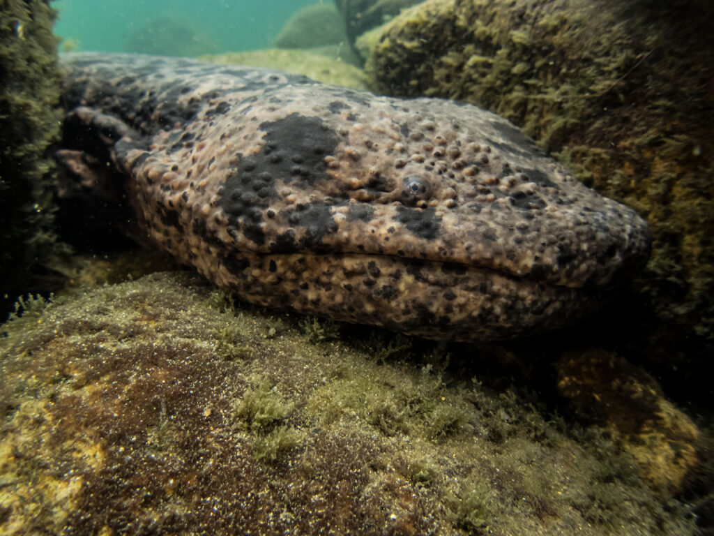 giant salamander underwater