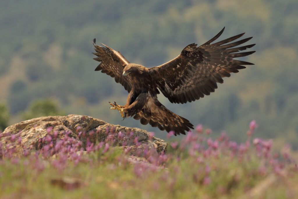 a golden eagle in flight