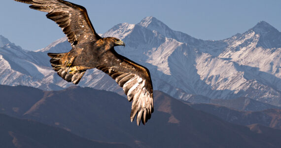a hawk soaring in front of mountains