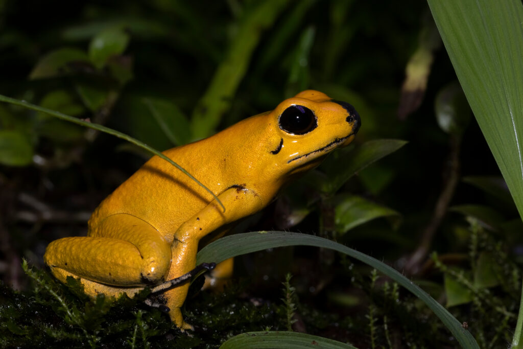 a golden poison frog in the jungle