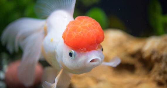 an oranda goldfish with a large growth on its head