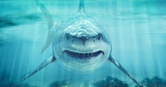 a great white shark rendering