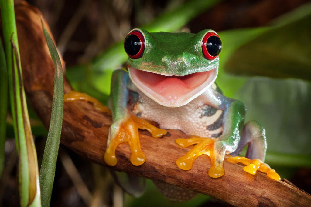 red eye tree frog in a tree