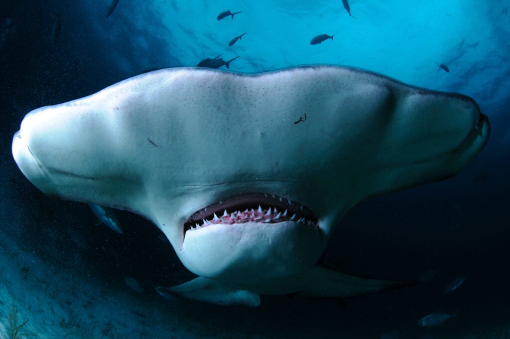 a closeup of a hammerhead shark