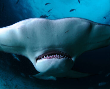 a closeup of a hammerhead shark