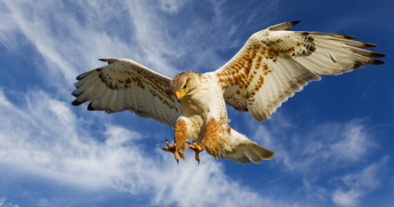 flying hawk in the air