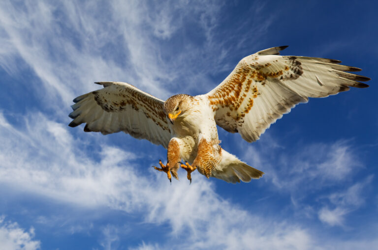 The Difference Between Eagles and Hawks
