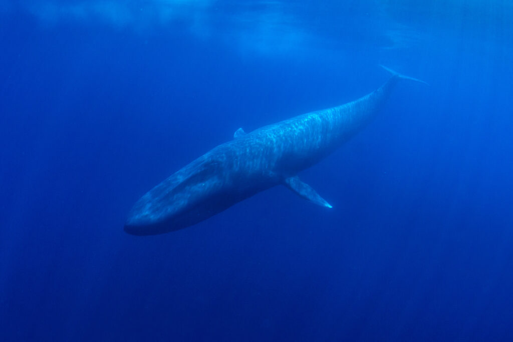 a blue whale in the ocean