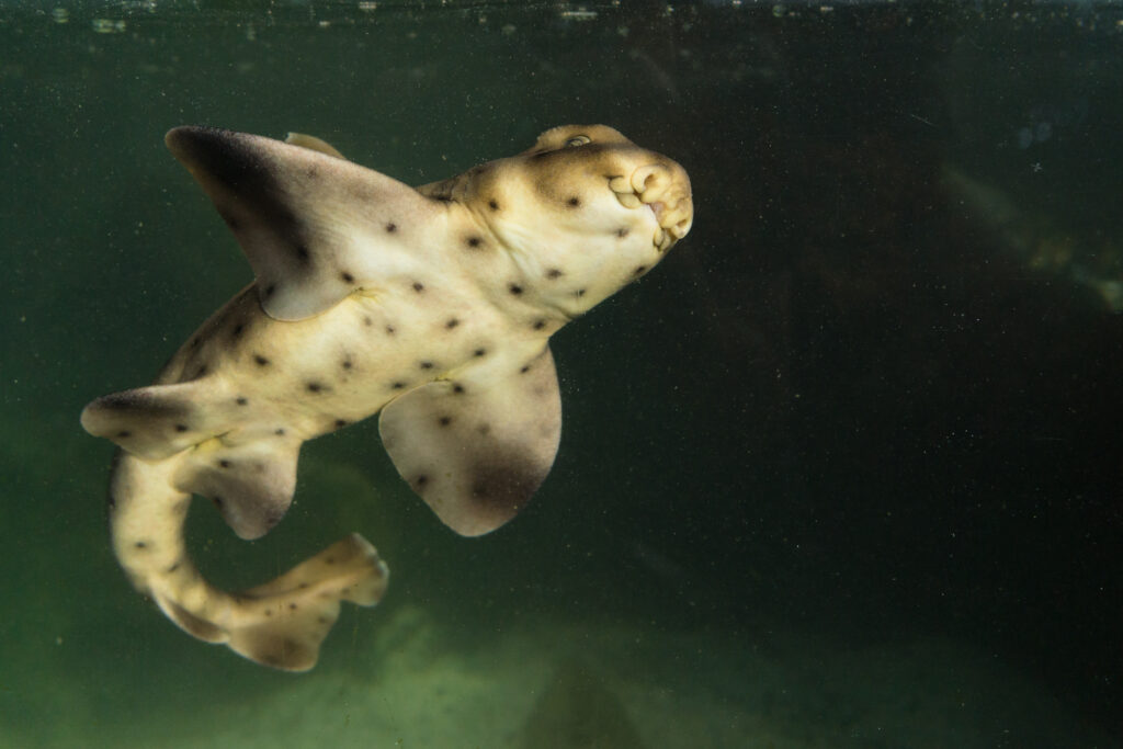 a horn shark underwater